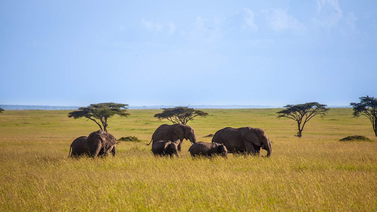 Vraag je E-visum voor Kenia
