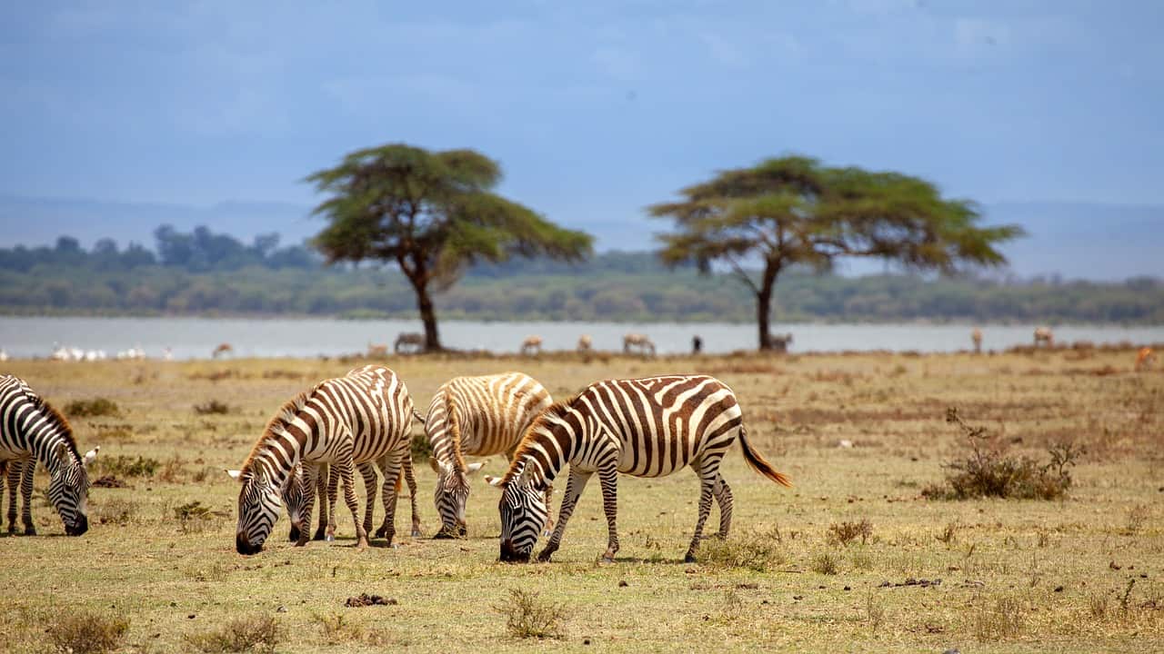 Visa Kenia aanvragen